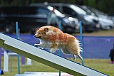 Canis donderdag