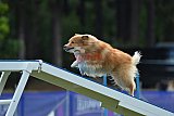 Canis donderdag