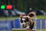 Canis donderdag
