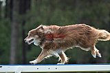 Canis donderdag