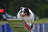 Canis donderdag