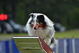 Canis donderdag