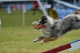 Canis donderdag