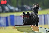 Canis donderdag