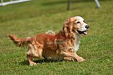 Canis donderdag