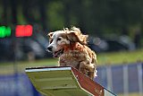 Canis donderdag
