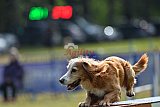 Canis donderdag