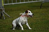 Canis donderdag