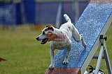 Canis donderdag