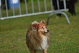 Canis donderdag