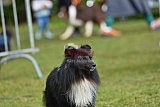 Canis donderdag