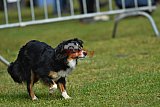 Canis donderdag