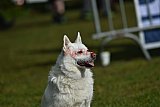 Canis donderdag