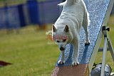 Canis donderdag