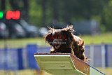 Canis donderdag