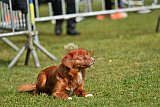 Canis donderdag