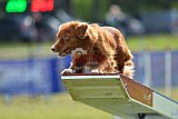 Canis donderdag