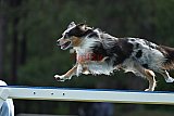 Canis donderdag