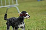Canis donderdag