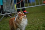Canis donderdag
