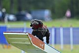 Canis donderdag