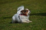 Canis donderdag