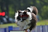 Canis donderdag