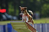 Canis donderdag