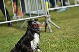 Canis donderdag