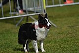Canis donderdag