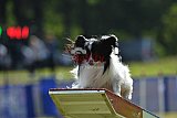 Canis donderdag