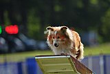 Canis donderdag