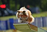 Canis donderdag