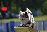 Canis donderdag
