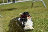 Canis donderdag