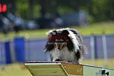 Canis donderdag