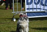 Canis donderdag