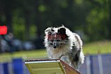 Canis donderdag
