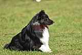 Canis donderdag