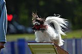Canis donderdag
