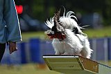 Canis donderdag