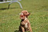 Canis donderdag