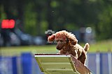 Canis donderdag