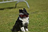 Canis donderdag