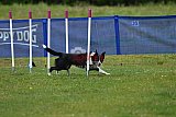 Canis donderdag