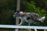 Canis donderdag