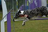 Canis donderdag