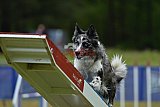 Canis donderdag