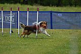Canis donderdag