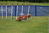 Canis donderdag